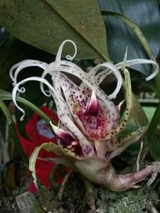 Bulbophyllum ericssonii