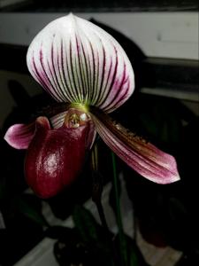 Paphiopedilum barbatum