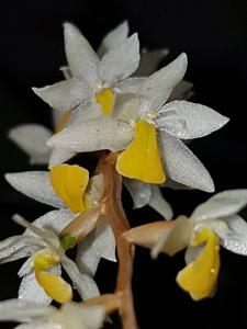 Coelogyne cobbiana