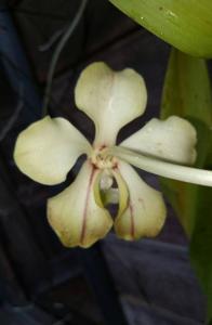 Vanda dearei