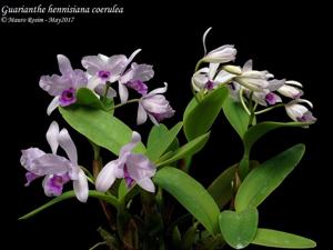 Guarianthe hennisiana