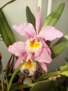 Cattleya mossiae