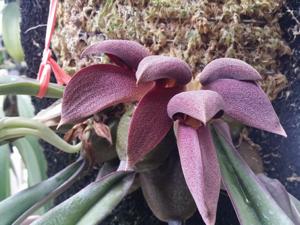 Bulbophyllum orthosepalum