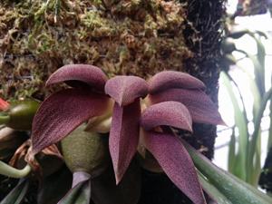 Bulbophyllum orthosepalum