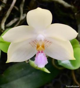 Phalaenopsis floresensis