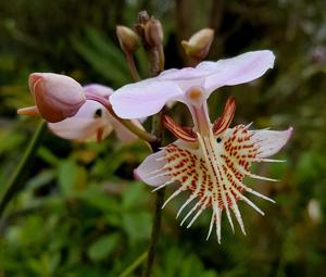 Papilionanthe pedunculata