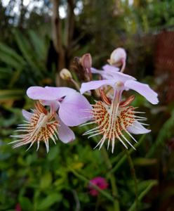 Papilionanthe pedunculata