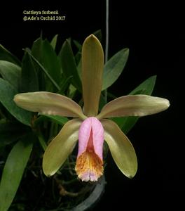 Cattleya forbesii