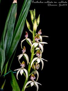 Prosthechea cochleata var. cochleata
