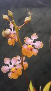 Trichocentrum cosymbephorum