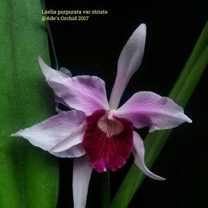 Cattleya purpurata