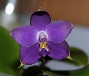 Phalaenopsis violacea