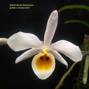 Dendrobium bensoniae