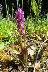 Dactylorhiza incarnata subsp. cruenta