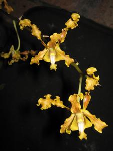 Dendrobium discolor