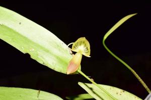 Pleurothallis ruberrima