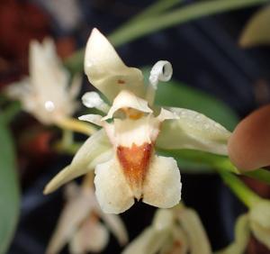 Chelonistele sulphurea