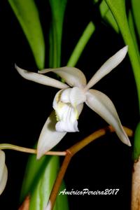 Coelogyne albolutea