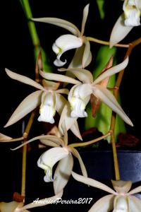 Coelogyne albolutea