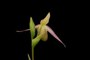 Phragmipedium longifolium