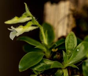 Lankesterella ceracifolia