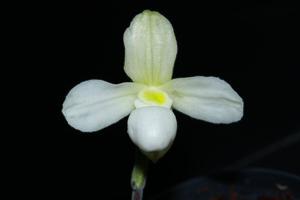 Paphiopedilum thaianum