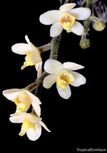 Chiloschista exuperei