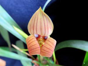 Trigonidium egertonianum