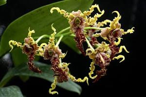 Dendrobium spectabile