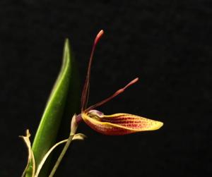 Restrepia iris