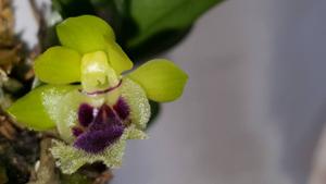 Gastrochilus retrocallus