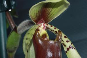 Paphiopedilum lowii