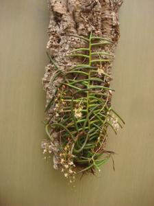 Cleisostoma arietinum