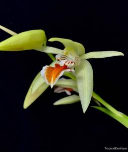 Coelogyne salvaneraniana