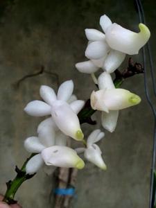 Aerides quinquevulnera