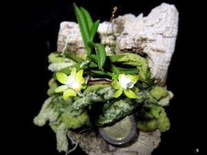 Thrixspermum musciflorum