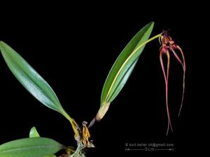 Bulbophyllum wendlandianum