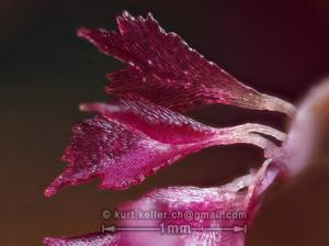 Bulbophyllum wendlandianum