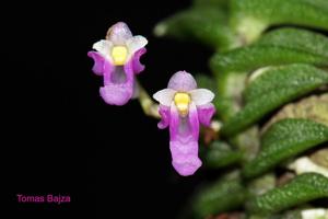 Schoenorchis scolopendria