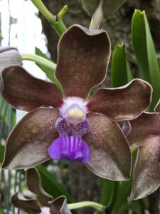 Vanda tessellata