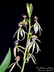 Prosthechea cochleata