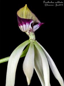 Prosthechea cochleata