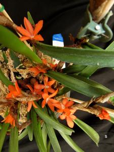 Ceratostylis retisquama