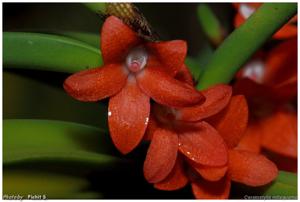 Ceratostylis retisquama