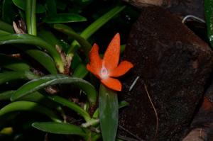 Ceratostylis retisquama