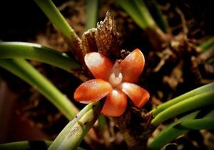 Ceratostylis retisquama