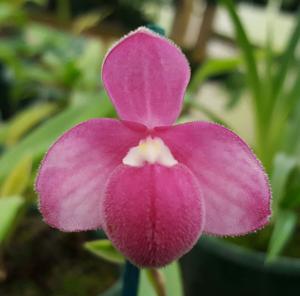 Phragmipedium fischeri