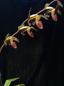 Paphiopedilum gigantifolium