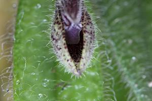 Dresslerella pilosissima
