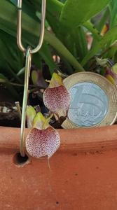 Masdevallia floribunda